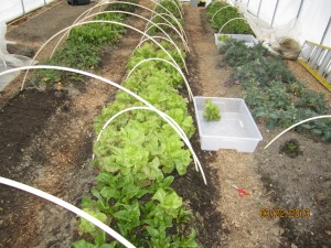 lettuce harvest 2- 3.13